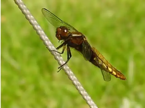 Platbuik ♀(Libellula depressa)