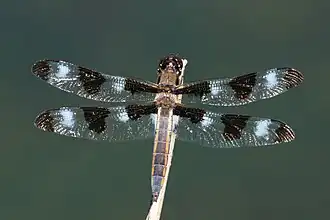 Libellula pulchella