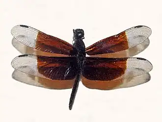 Neurothemis decora