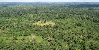 Tropisch regenwoud in Liberia in juni 2007.