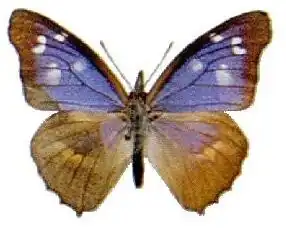 Libythea geoffroyi