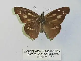 Libythea labdaca