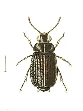 Lichnasthenus armiventris
