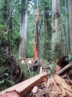 Een mammoetboom, geveld door de bliksem, langs de Prairie Creek Trail