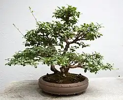 Shumu penjing van een liguster  (Ligustrum sinense)