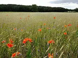 Roggelelies (Lilium bulbiferum subsp. croceum) in Duitsland