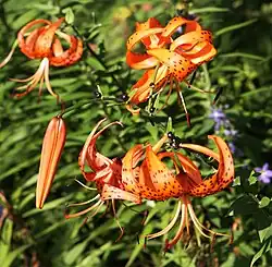 Lilium lancifoliumbloeiend en met bulbillen in de bladoksels