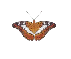 Limenitis procris