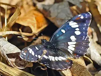 Limenitis reductaBlauwe ijsvogelvlinder