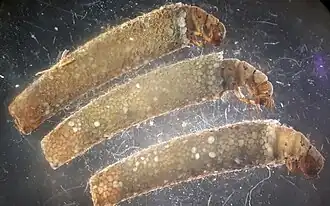 Limnephilus extricatus