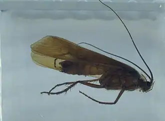 Limnephilus flavospinosus