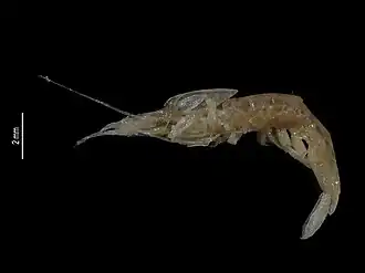 Limnocaridina retiarius