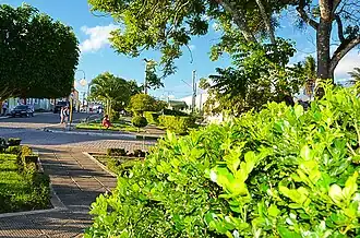 Groen in een straat van Limoeiro de Anadia