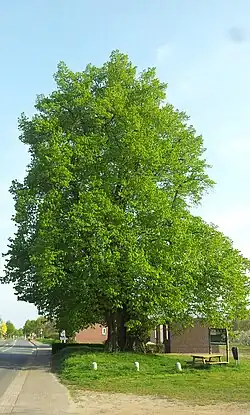 Linde van Sambeek in mei 2015.