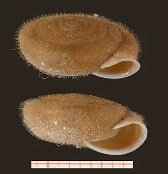 Lindholmiola barbata