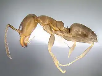 Linepithema cerradense