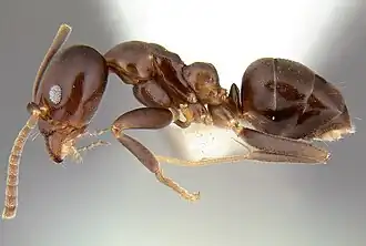 Linepithema dispertitum