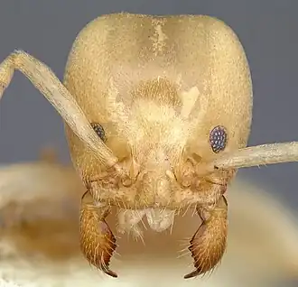 Linepithema flavescens