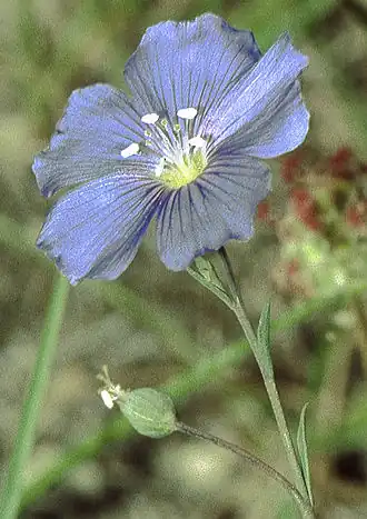 Linum leonii (Frans vlas)