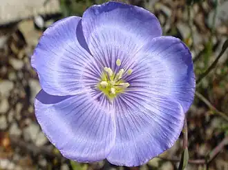 Linum perenne (Overblijvend vlas)