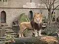Leeuw op het Kerbert-terras