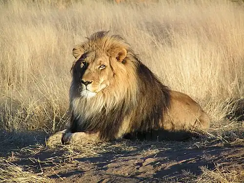 Leeuw in het wild, Namibië