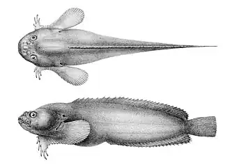 Liparis callyodon
