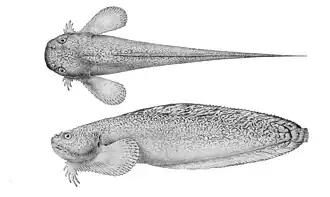 Liparis pulchellus