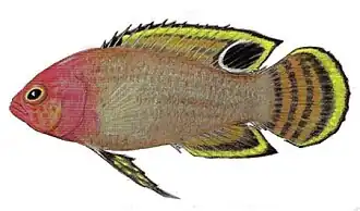 Lipogramma anabantoides