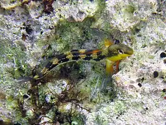 Microlipophrys adriaticus