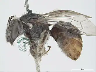 Lipotriches ferricauda