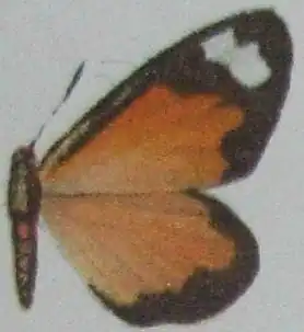 Liptenara hiendlmayeri