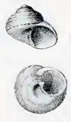Lirularia lirulata