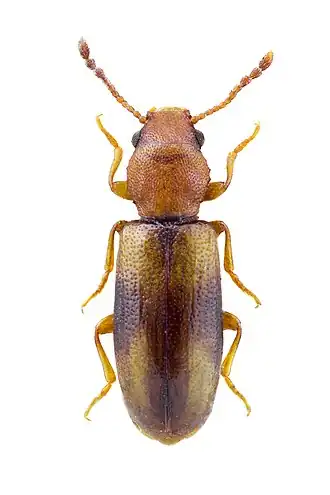 Lissodema denticolle