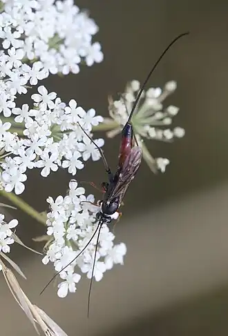 Lissonota cruentator