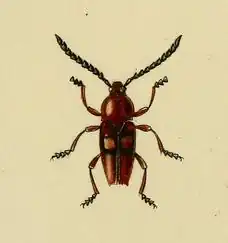 Lissonotus biguttatus