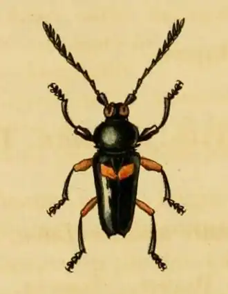 Lissonotus bisignatus