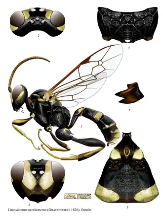 Listrodromus nycthemerus