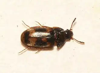 Litargus connexus