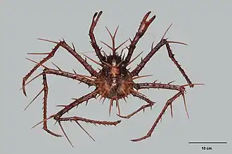 Lithodes chaddertoni