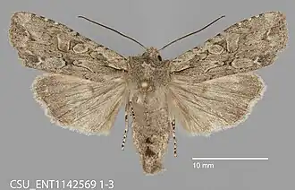 Lithophane disposita