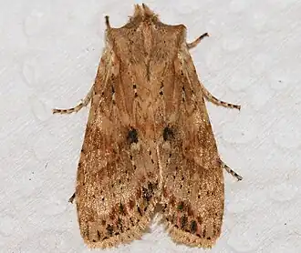 Lithophane innominata