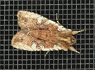 Lithophane oriunda