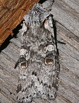 Lithophane pertorrida