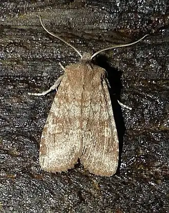 Lithophane semiusta