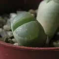 Lithops olivacea