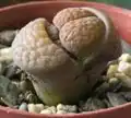 Lithops hookeri. Er verschijnen vier nieuwe bladeren tussen de twee oude, wat aangeeft dat de plant zich in tweeën aan het delen is.