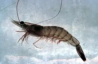 Litopenaeus setiferus