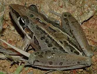 Litoria nasuta