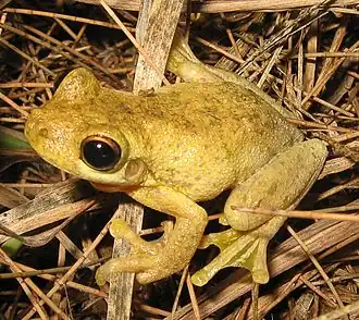 Litoria tyleri